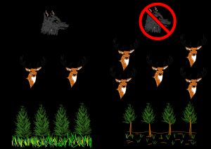 간단한 영양 단계 연쇄 다이어그램. 오른쪽은 늑대가 없을 때 엘크의 증가와 식생 성장의 감소를 보여준다. 왼쪽은 늑대가 존재하여 엘크 개체수를 조절하는 모습을 보여준다.