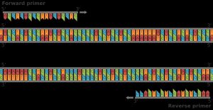 표준적인 PCR에서의 포워드 프라이머와 리버스 프라이머를 도식화한 것.