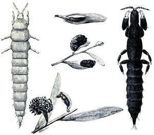 Kladothrips rugosa는 혹을 만드는 총채벌레로(왼쪽은 유충, 오른쪽은 성충), 잎에 혹을 만든다(아카시아). 병정 계급은 혹 요새에서 군체를 방어한다.
