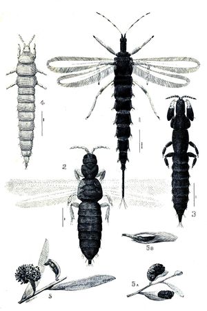 사회성(Eusociality)을 가진 Kladothrips 군집은 아카시아(Acacia) 나무에서 유도된 혹(gall)에서 산다.
