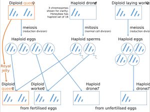 꿀벌은 단배수성 생물로, 반수체 수컷과 이배체 암컷을 갖는다. 이러한 조직이 사회성을 선호한다는 주장이 있지만, 단배수성은 사회성이 나타나는 데 필요하거나 충분하지 않다.