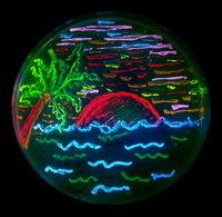 8가지 다른 색상의 형광 단백질(GFP 및 dsRed 유래)을 발현하는 살아있는 박테리아로 그린 샌디에이고 해변 장면.