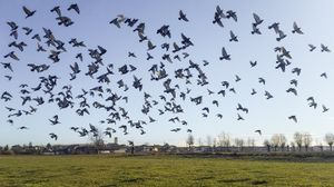 카르마뇰라, 포 강 인근 시골