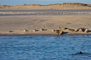 독일 북해 리조트 노르데르니의 해변에서 일광욕을 하는 회색바다표범