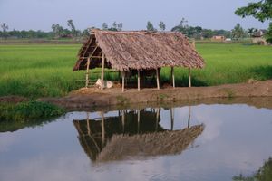강, 소, 연못에서의 쌀, 소, 어업은 중요한 식량원이다.