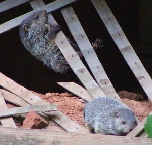 두 마리의 아기 마멋