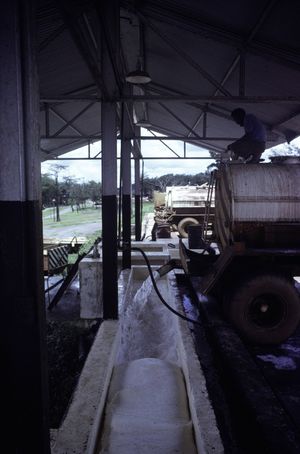 1976년경의 파이어스톤 천연 고무 농장