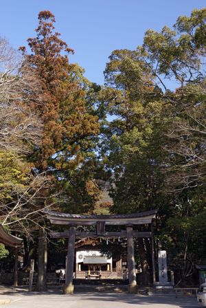 토사 신사(고치현 고치시 위치) 주변의 숲