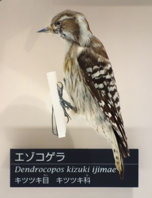 에조딱따구리(국립과학박물관 전시)