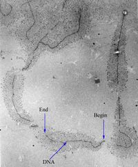 리보솜 RNA를 코딩하는 유전자의 전사가 진행되어 1차 전사체가 합성되는 모습. "Begin"은 RNA의 합성이 시작되는 DNA의 5' 말단을, "End"는 1차 전사체의 합성이 거의 완료되는 3' 말단을 나타낸다.