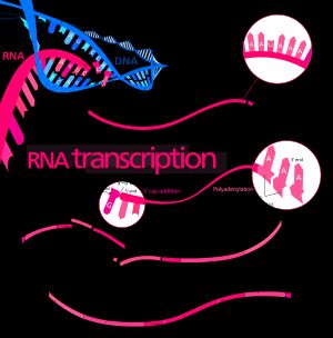 전사 과정을 보여주는 그림