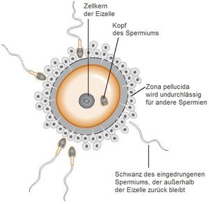 사람의 수정란 (모식도): 투명대에 의해, 그 이상의 정자의 침입을 막고 있다.
