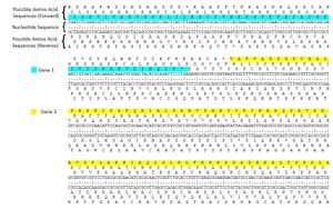 6 프레임 번역의 예시. 뉴클레오티드 서열은 중앙에 표시되어 있으며, 정방향 번역은 위에, 역방향 번역은 아래에 표시되어 있다. 시퀀스가 있는 두 개의 가능한 오픈 리딩 프레임이 강조 표시되어 있다.