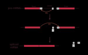 스플라이싱의 두 단계 생화학 반응을 나타낸 그림