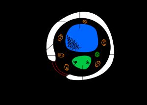 효모 세포 다이어그램