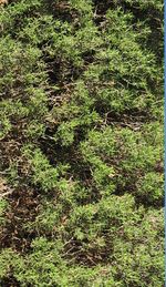 상단 레이어로 사용된 녹지