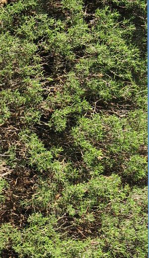 상단 레이어로 사용된 녹지.