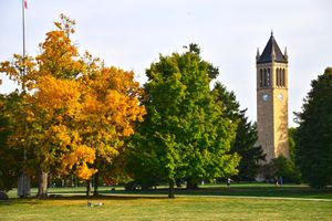 캠퍼닐과 잔디밭