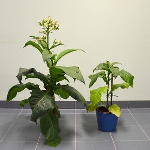 담배(Nicotiana tabacum) 사이토크롬 b6f 돌연변이 식물(오른쪽)과 정상 식물. 순환적 광인산화를 연구하기 위해 식물을 광합성 연구에 사용한다.