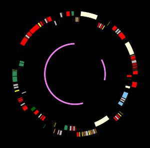 모델 속씨식물 애기장대(배추과)의 154kb 엽록체 DNA 지도. 유전자와 역반복을 보여준다.