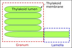틸라코이드 구조