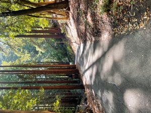 Tree path at UC Santa Cruz during summer, 2024