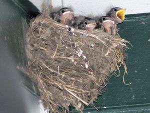 둥지 안의 어린 새끼