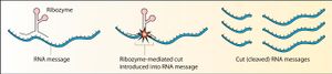 리보자임이 RNA를 절단하는 것을 보여주는 개략도