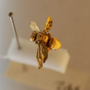 주사 전자 현미경(SEM)으로 관찰하기 위해 스퍼터 코팅된 곤충