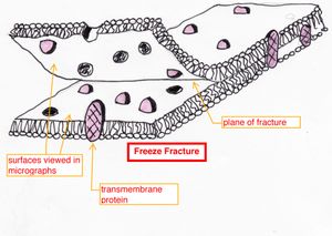 동결 파절은 막을 열어 내부를 볼 수 있도록 돕는다.
