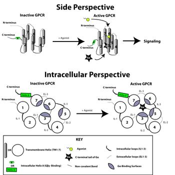 GPCR의 활성 상태(active state)와 비활성 상태(inactive state) 간의 구조적인 차이