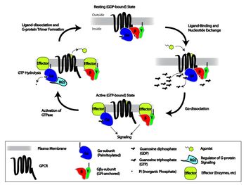 GPCR 신호전달