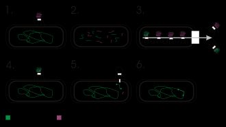 형질 도입의 과정