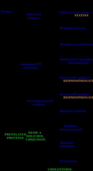 HMG-CoA 환원 효소 경로. 스타틴은 속도 제한 효소인 HMG-CoA 환원 효소를 억제하여 이 경로를 차단한다.