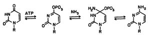 CTP 합성 효소 메커니즘: UTP + ATP + 글루타민 ⇔ CTP + ADP + 글루탐산