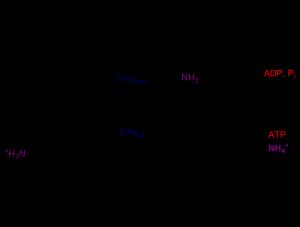 글루타민 옥소글루타레이트 아미노전이효소 및 글루타민 합성효소