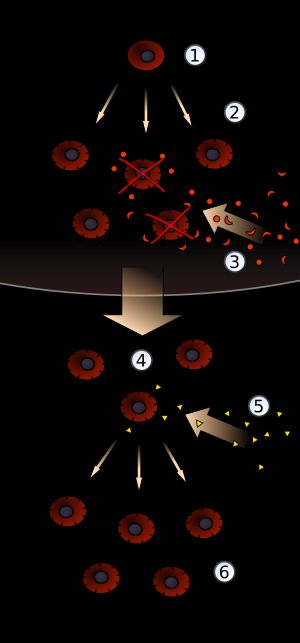 클론 선택 (1) 다분화 조혈모세포는 분화와 유전자 재배열을 거쳐 (2) 다양한 항원 수용체를 가진 미성숙 림프구를 생성한다. (3) 신체 자신의 조직에서 나온 항원에 결합하는 림프구는 파괴되고, 나머지는 (4) 비활성 림프구로 성숙한다. 이들 중 대부분은 일치하는 (5) 외부 항원을 만나지 않지만, 만나는 림프구는 활성화되어 (6) 많은 수의 클론을 생성한다.