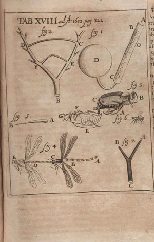 Acta Eruditorum, 1682년에 출판된 Observationes microscopicae Antonii Levvenhoeck...에 대한 비판 그림