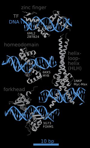 다양한 유형의 DNA 결합 도메인의 DNA 접촉
