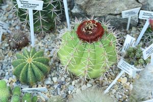 남아메리카 중부 지역 원산인 선인장과 식물. 마쉬 식물원에서 촬영. 선인장과는 석죽목에 속하는 식물 과이다.