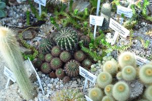 Cactaceaeː Gymnocalycium Matoensea at Yale's Marsh Botanical Garden.