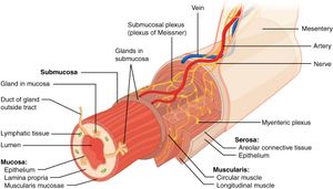 소화관의 층. 소화관 벽은 점막, 점막하층, 근육층, 장막의 네 가지 기본 조직층으로 구성된다.