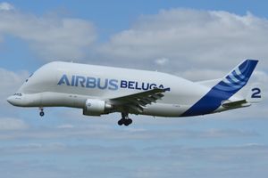 왼쪽 측면에서 본 벨루가.