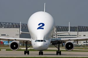 정면에서 본 벨루가.