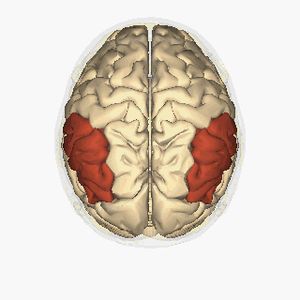 아래마루엽 – 위쪽 시점 애니메이션