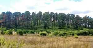 페름기-트라이아스기 경계 바로 위에서 글로소프테리스 식물군은 갑작스럽게 오스트레일리아 전역의 침엽수 식물군으로 대체되었다.