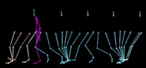 사람의 보행 주기를 컴퓨터 시뮬레이션으로 구현함. 이 모델에서 머리는 항상 같은 높이를 유지하는 반면 엉덩이는 사인 곡선을 따름.