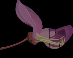 콩과 식물인 등나무(Wisteria sinensis)의 꽃. 수술과 암술을 보여주기 위해 꽃잎 두 개를 제거했다.