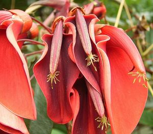 닭의장구채 Erythrina crista-galli는 아르헨티나와 우루과이의 국화이다.
