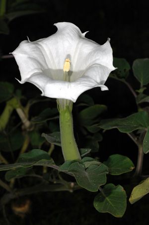꽃이 핀 Datura innoxia